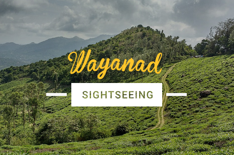 NES0023 Wayanad Sightseeing